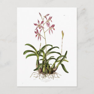 Laelia herfstnalis briefkaart