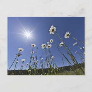 Lage hoek uitzicht van madeliefjes en zonnestraal briefkaart