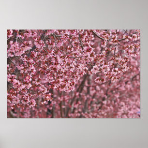 Lagen van roze Japanse Cherry Blossom Poster