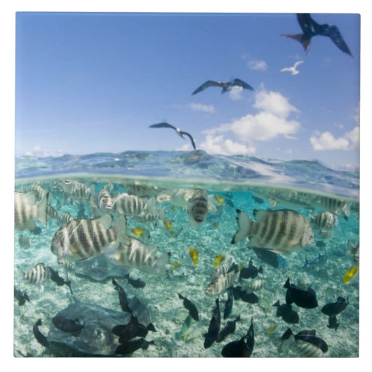 Lagoon safari-reis met Stingrays Tegeltje (Voorkant)