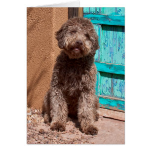 Lagotto Romagnolo attendant près d'une porte bleue