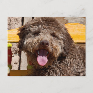 Lagotto Romagnolo Liggend Op Een Houten Bank Briefkaart