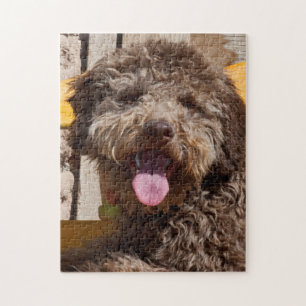 Lagotto Romagnolo Liggend Op Een Houten Bank Legpuzzel