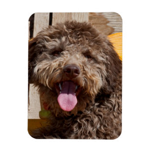 Lagotto Romagnolo Liggend Op Een Houten Bank Magneet