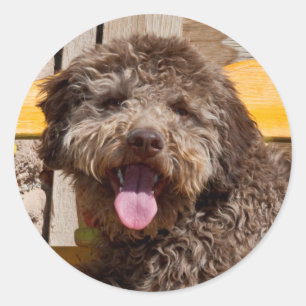 Lagotto Romagnolo op een houten bank Ronde Sticker
