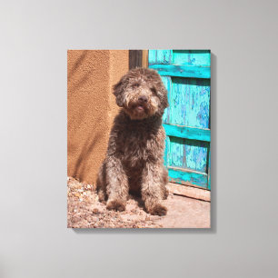 Lagotto Romagnolo Wacht Bij Een Blauwe Deur Canvas Afdruk