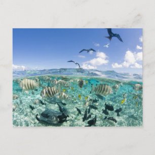 Lagune safari trip met Stingrays Briefkaart