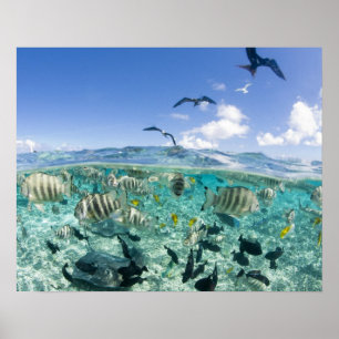 Lagune safari trip met Stingrays Poster