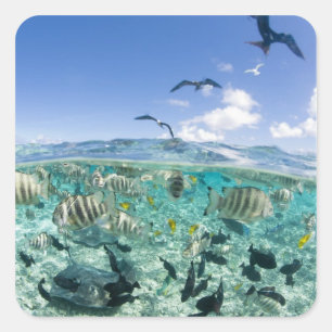 Lagune safari trip met Stingrays Vierkante Sticker