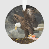 L'aigle chauve ultime (devant)