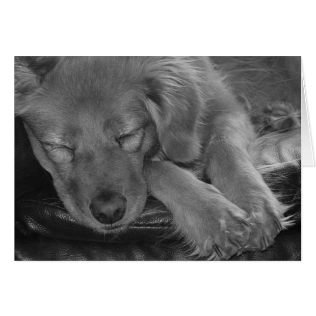 Laisse Dormir Les Chiens Mentir ! (Devant horizontal)