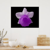 Laisser Daffodil Purple Impression (Cuisine)