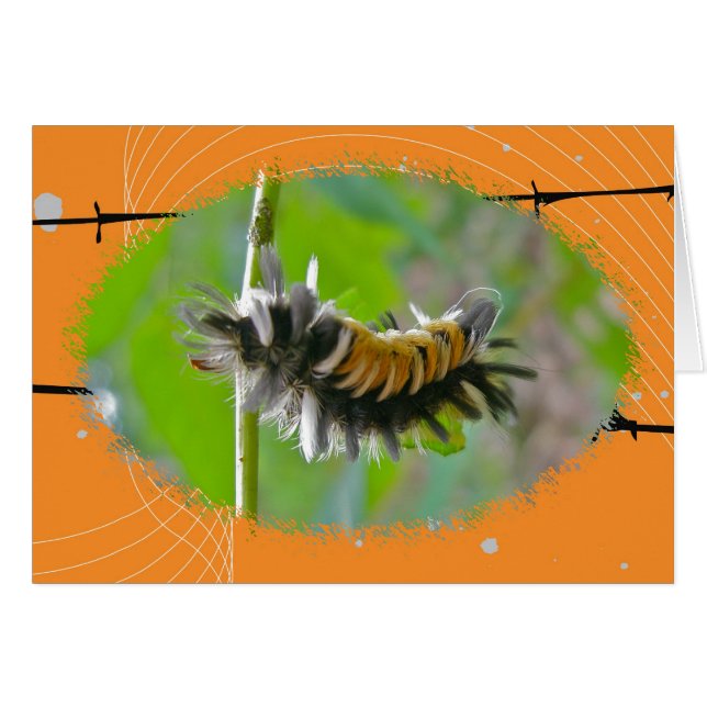 Lait Tussock Moth Caterpillar Orange Items (Devant horizontal)