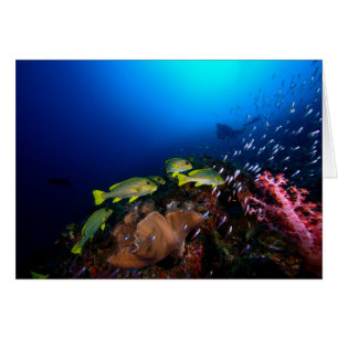 Laja Ampat 3 sous-marins