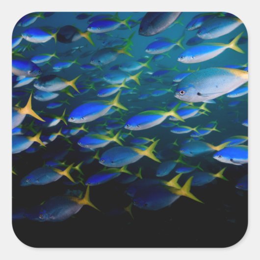 Laja Ampat Underwater 5 Vierkante Sticker (Voorkant)