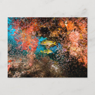 Laja Ampat Underwater 6 Briefkaart