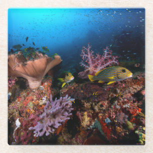 Laja Ampat Underwater Glazen Onderzetter