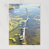 Lake Erie Metropark Turtle Log Horizontaal Briefkaart