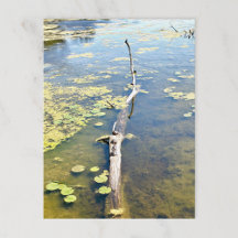 Lake Erie Metropark Turtle Log Horizontaal