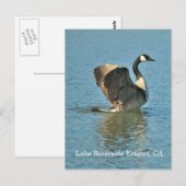 Lake Riverside Estates, CA Briefkaart (Voorkant / Achterkant)