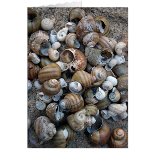 Lake Shore Shells Card (Voorkant)