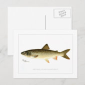 Lake Trout Briefkaart (Voorkant / Achterkant)