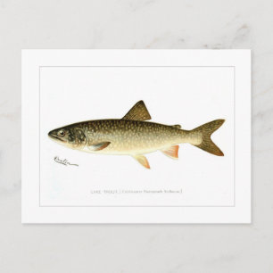 Lake Trout Briefkaart