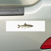Lake Trout Logo Bumpersticker (Op auto)