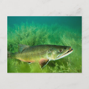 Lake Trout Portrait, Emerald Lake, Montana Briefkaart