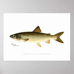 Lake Trout Poster