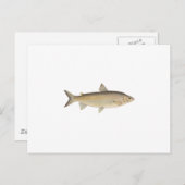 Lake Whitefish Briefkaart (Voorkant / Achterkant)