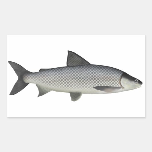 Lake Whitefish Rechthoekige Sticker (Voorkant)