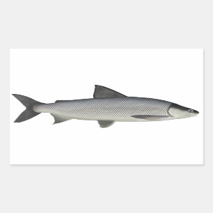 Lake Whitefish Rechthoekige Sticker
