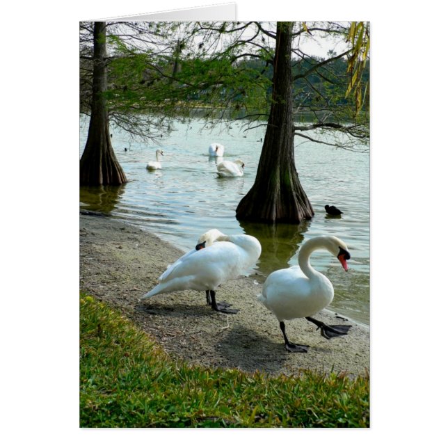 Lakeland Swans (Devant)