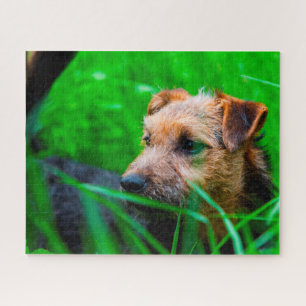 Lakeland Terrier Dog. Legpuzzel