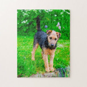 Lakeland Terrier hond. Legpuzzel