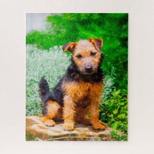 Lakeland Terrier hond. Legpuzzel