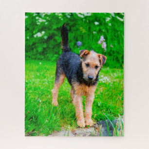 Lakeland Terrier hond. Legpuzzel