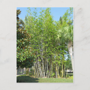 Lakeside Bamboo Briefkaart
