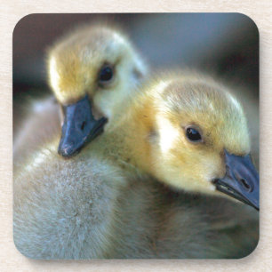 Lakeside Drankjes Onderzetter