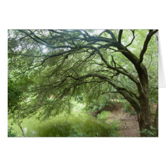 Lakeside Oak op Hilton Head Natuur Preserve