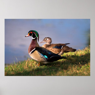 Lakeside, Wood Duck Poster
