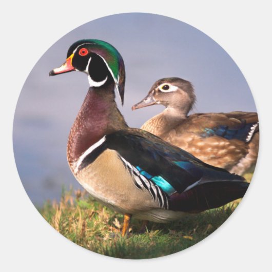 Lakeside, Wood Duck Ronde Sticker (Voorkant)