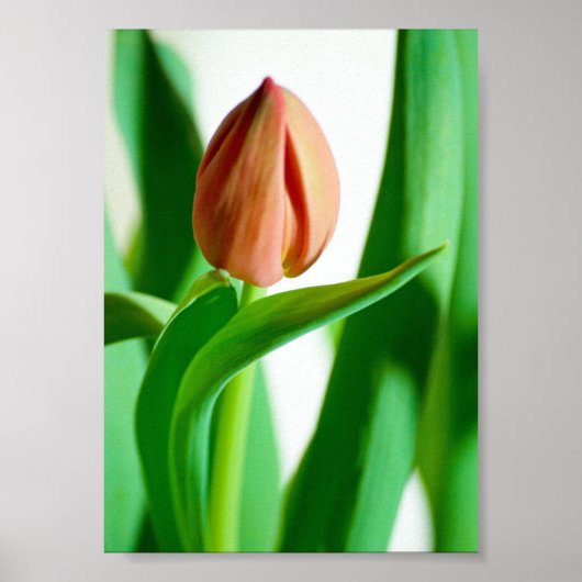 lala Impression de tulipe (Devant)