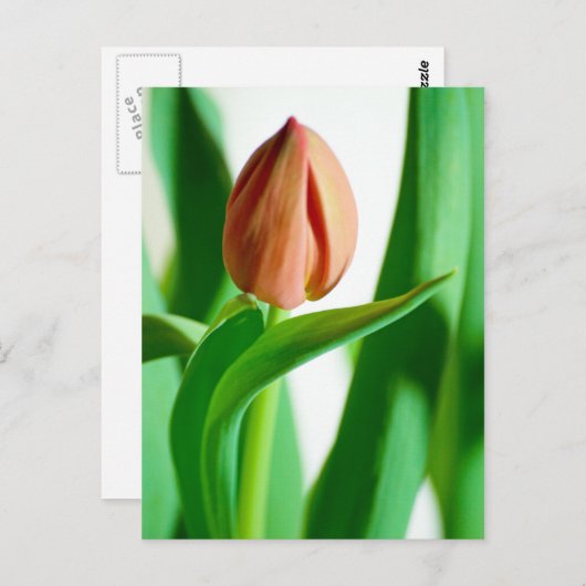 Lala Tulip Briefkaart (Voorkant / Achterkant)