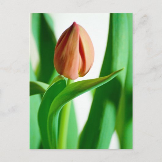 Lala Tulip Briefkaart (Voorkant)