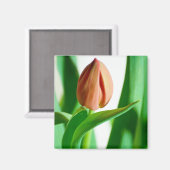 lala Tulip Magnet (Recto/Verso)