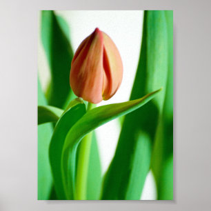lala Tulpenprint Poster