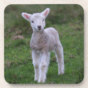 Lam Baby Schaap Boerderij Dier Bier Onderzetter