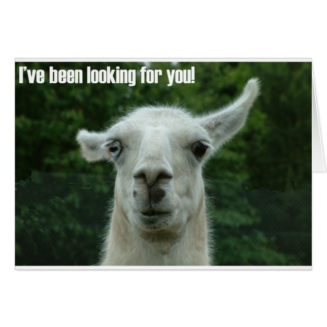 lama (Voorkant Horizontaal)